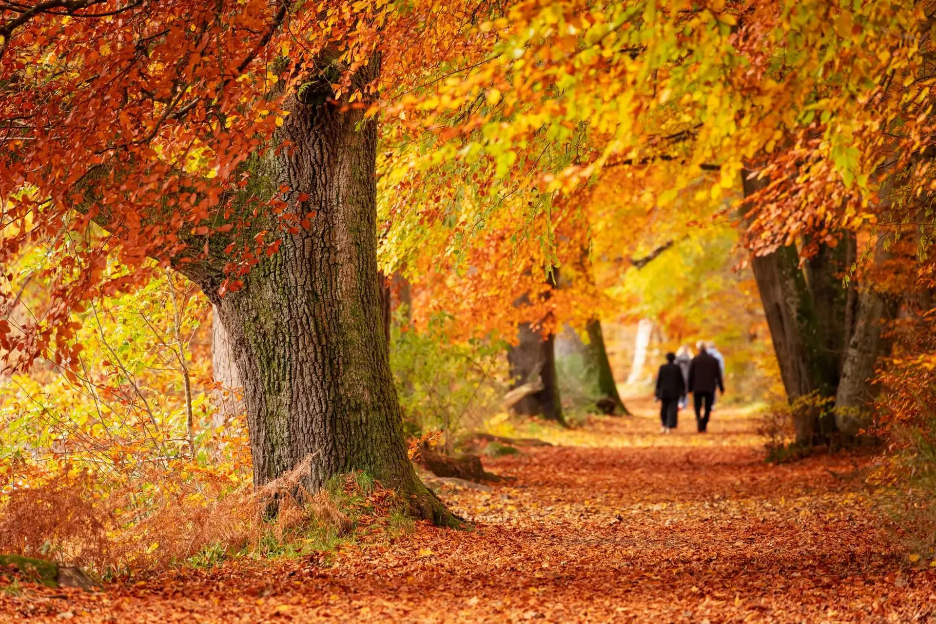 Scotland in Autumn: Edinburgh, Highlands & Cozy Castles for a Dream Escape